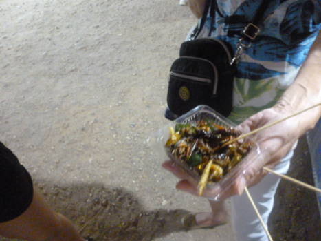 Khao Sok National Park - insecten eten