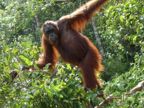 Tanjung Puting National Park - Wild dier gaat schuil achter menselijke blik: Orang-utan op Borneo, Indonesië