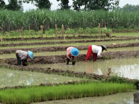 Bromo Vulkaan - Rijstveld