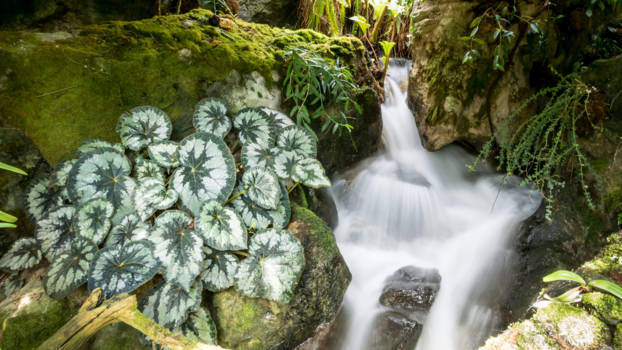 Singapore Botanic Gardens - Stream in motion