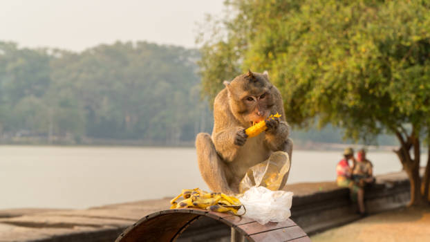 Angkor Wat - Hungry monkey