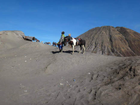 Bromo Vulkaan - Bromo paardje