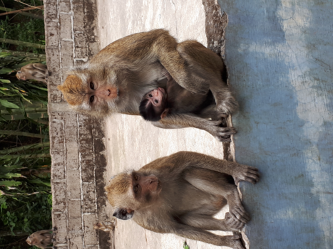 Borobudur - Family is everything