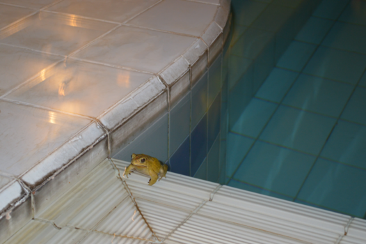 Bromo Vulkaan - Geen kikker in je bil maar een kikker in je bad. Indonesie.
