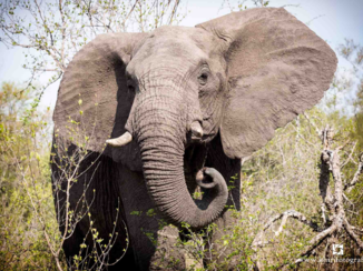 Djoser - Olifant