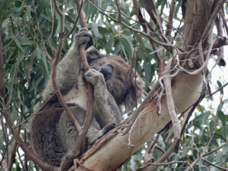 Travel Essence - Daar kwamen we voor (Cape Otway)